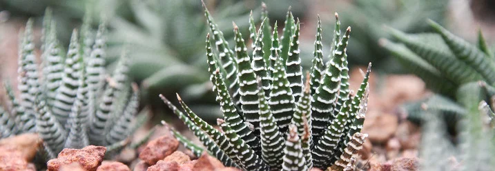 Sukkulenten auf Kieselsteinen